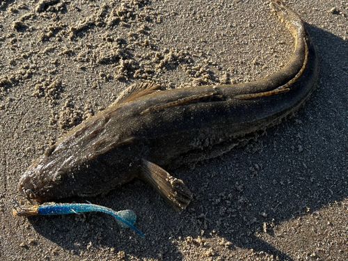 コチの釣果