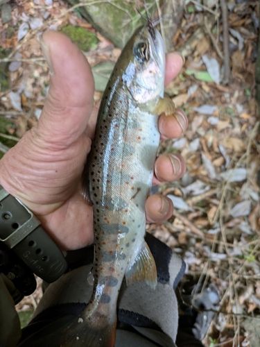 アマゴの釣果
