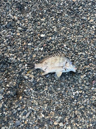 キビレの釣果