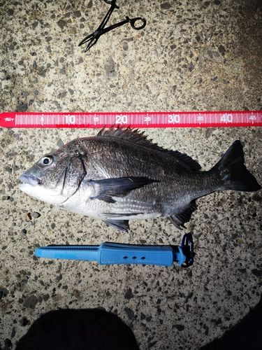 チヌの釣果