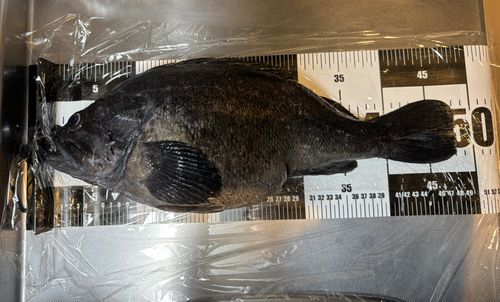クロソイの釣果