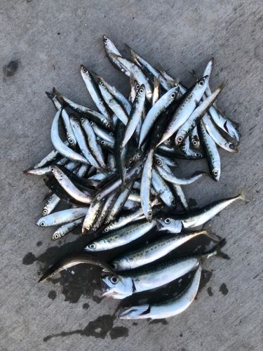 ウルメイワシの釣果