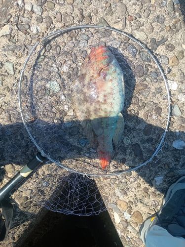 イガミの釣果