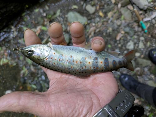 アマゴの釣果