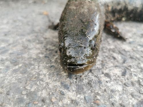 ライギョの釣果