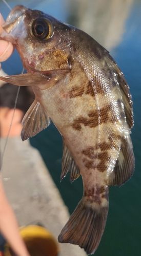 アカメバルの釣果