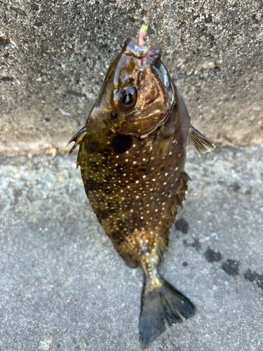 釣果