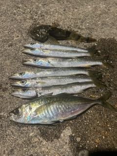 アジの釣果