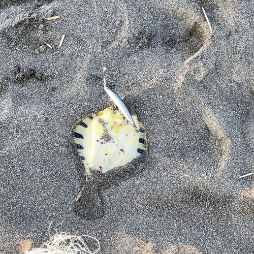 マツカワの釣果