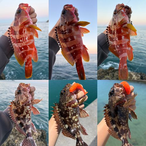 アカハタの釣果