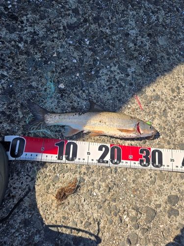 ウグイの釣果