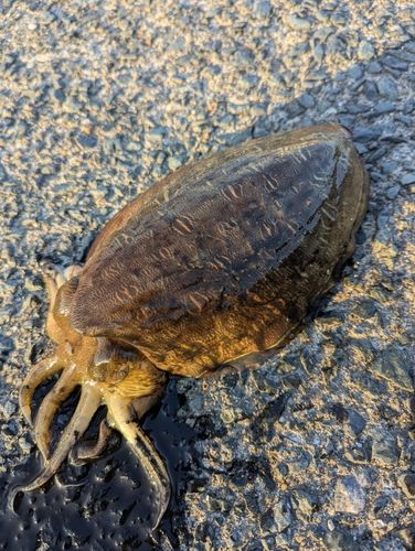 モンゴウイカの釣果