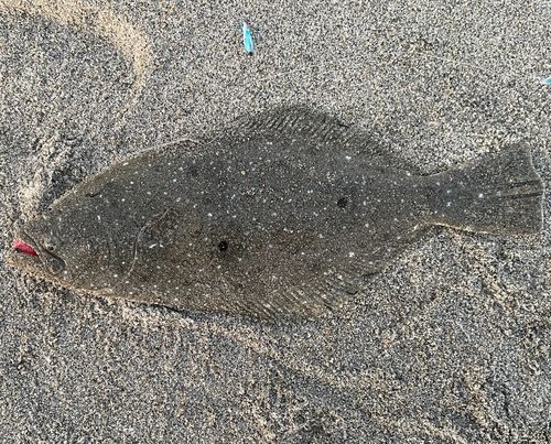 ソゲの釣果