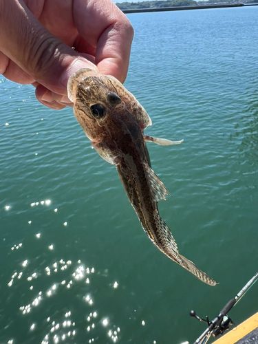 ハゼの釣果