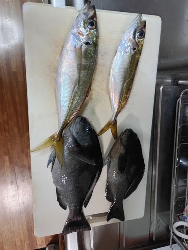 マアジの釣果