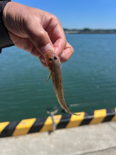 ハゼの釣果