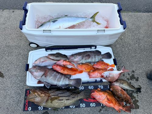 ホウキハタの釣果