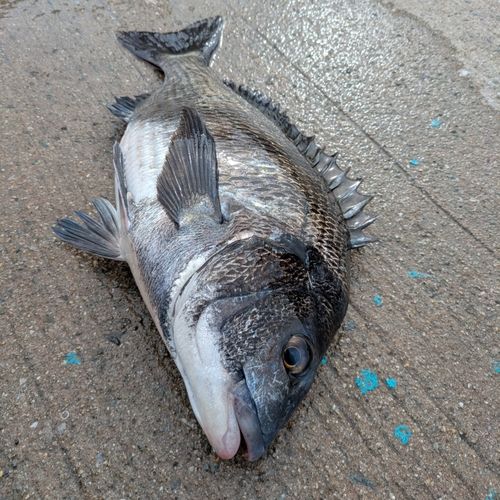 チヌの釣果