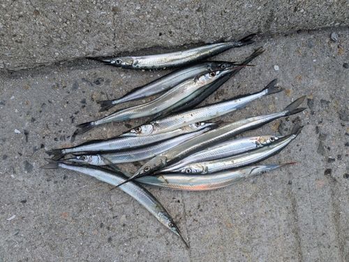 サヨリの釣果