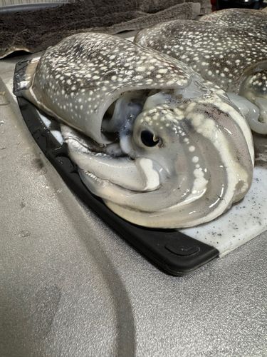 シリヤケイカの釣果