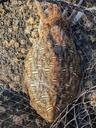 モンゴウイカの釣果