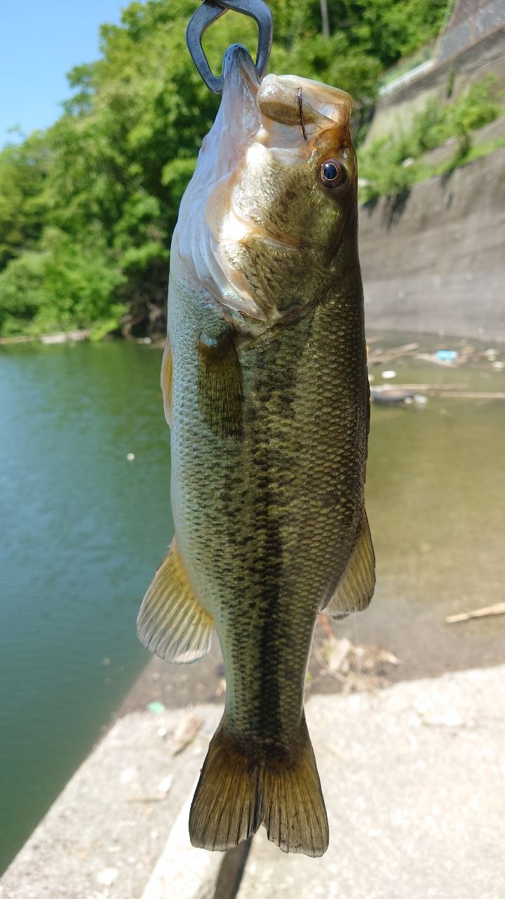 ブラックバスの釣果写真