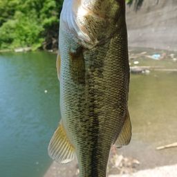 ブラックバスの釣果写真