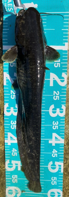ナマズの釣果