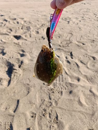 カレイの釣果