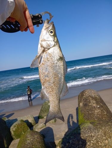 フッコ（ヒラスズキ）の釣果