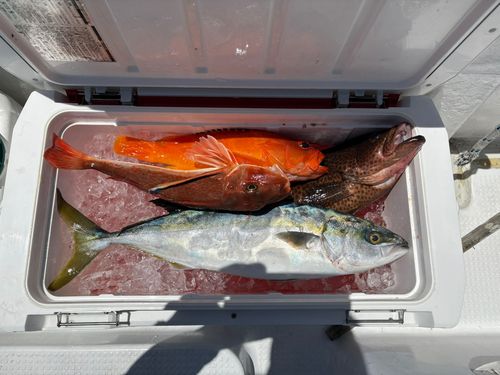 ハマチの釣果