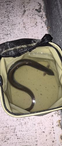 ウナギの釣果