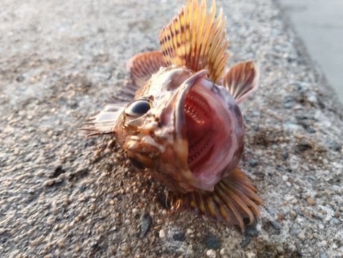 アラカブの釣果