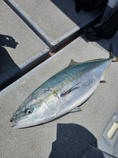 ブリの釣果