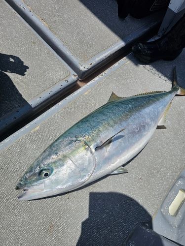 ブリの釣果