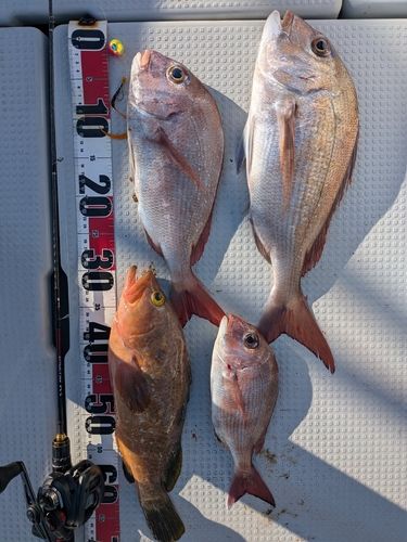 マダイの釣果