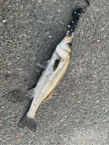 釣果