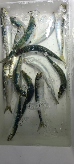 イワシの釣果