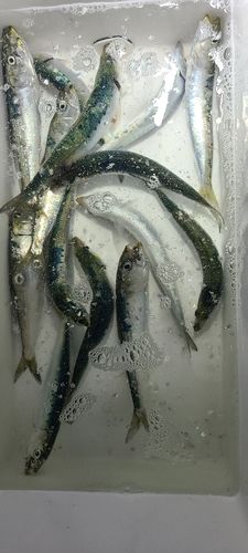 イワシの釣果