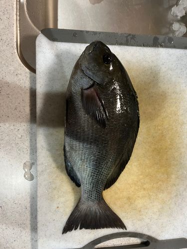 オナガグレの釣果