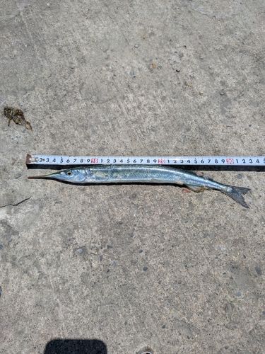 サヨリの釣果