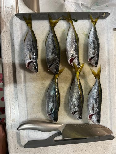タカベの釣果