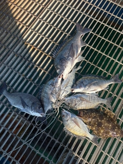 チヌの釣果