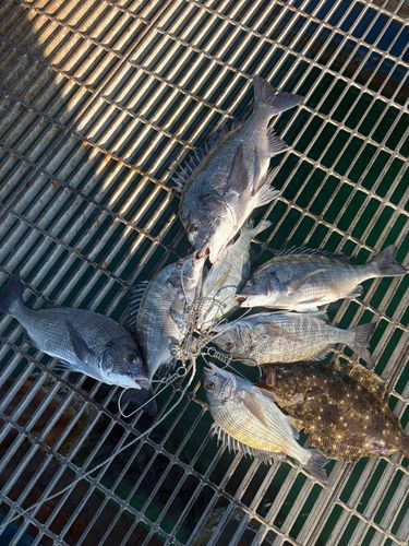 チヌの釣果
