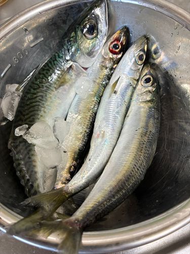 ウルメイワシの釣果