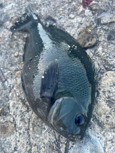 メジナの釣果