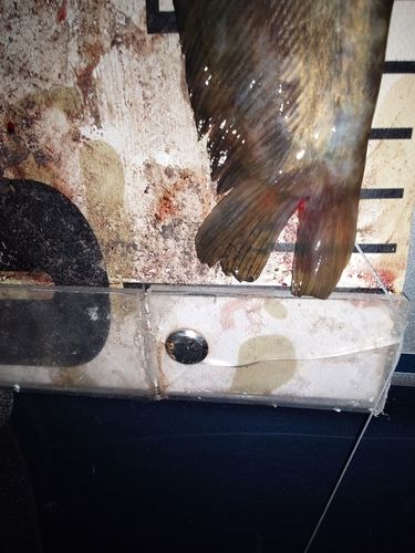 ナマズの釣果