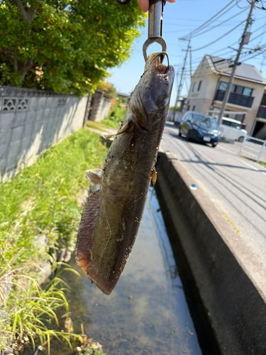 ナマズの釣果