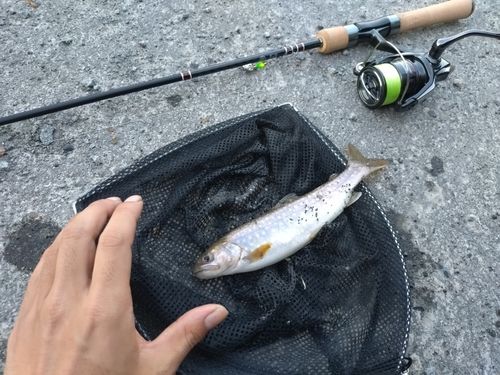 エゾイワナの釣果