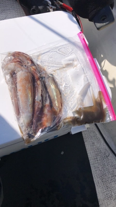 スルメイカの釣果